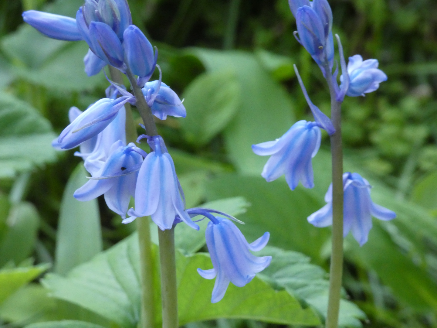 Hasenglöckchen Hyacinthoides