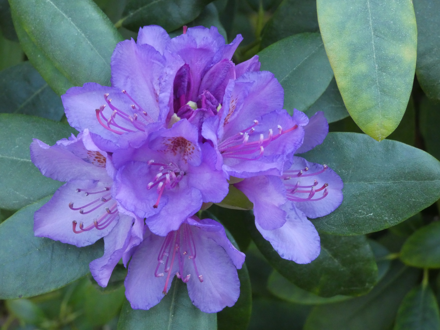 Rhododendron