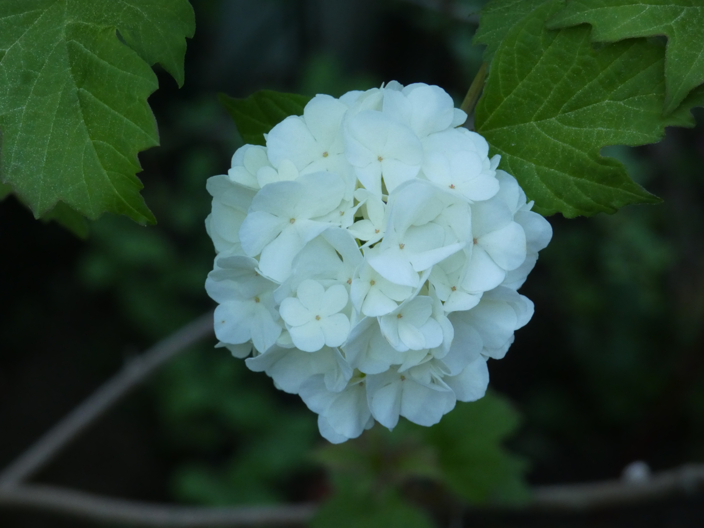 Gewöhnliche Schneeball Viburnum opulus