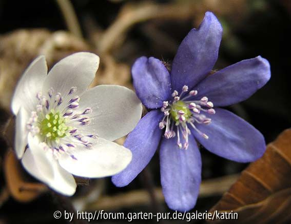 am Naturstandort
