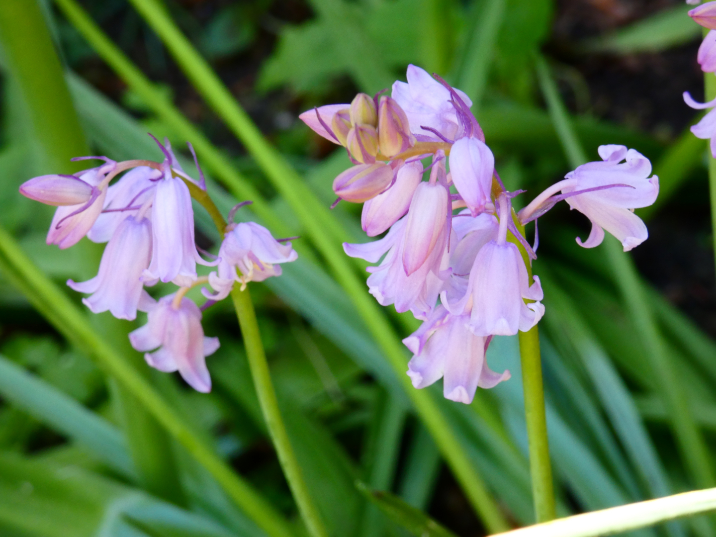 Hasenglöckchen     Hyacinthoides hispanica rosa