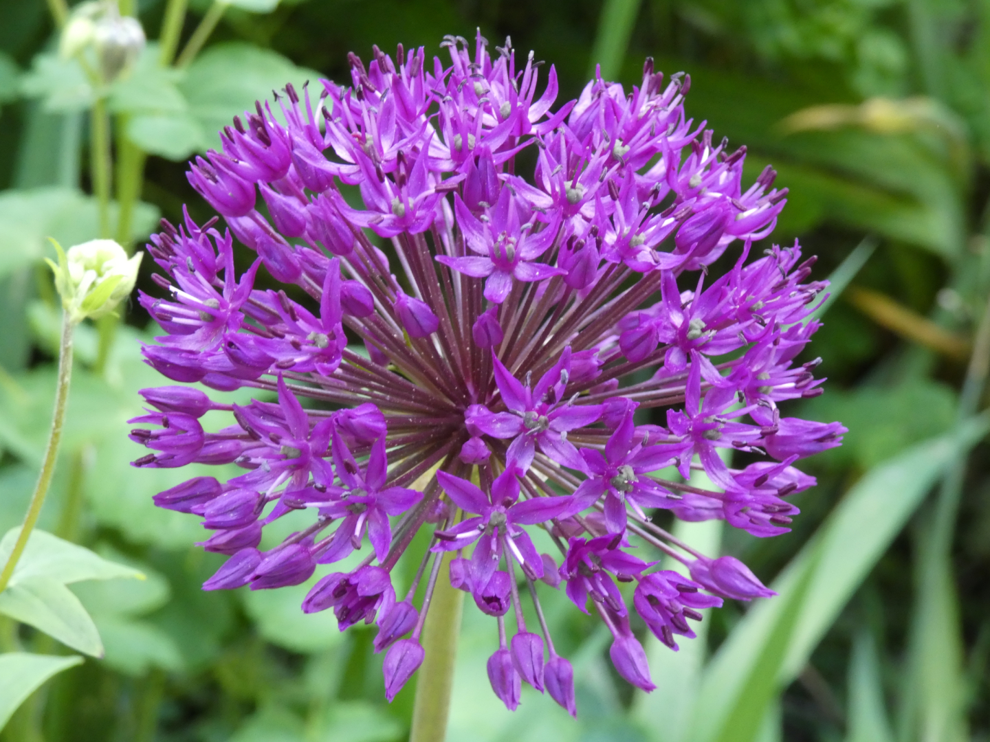 Zierlauch  Allium