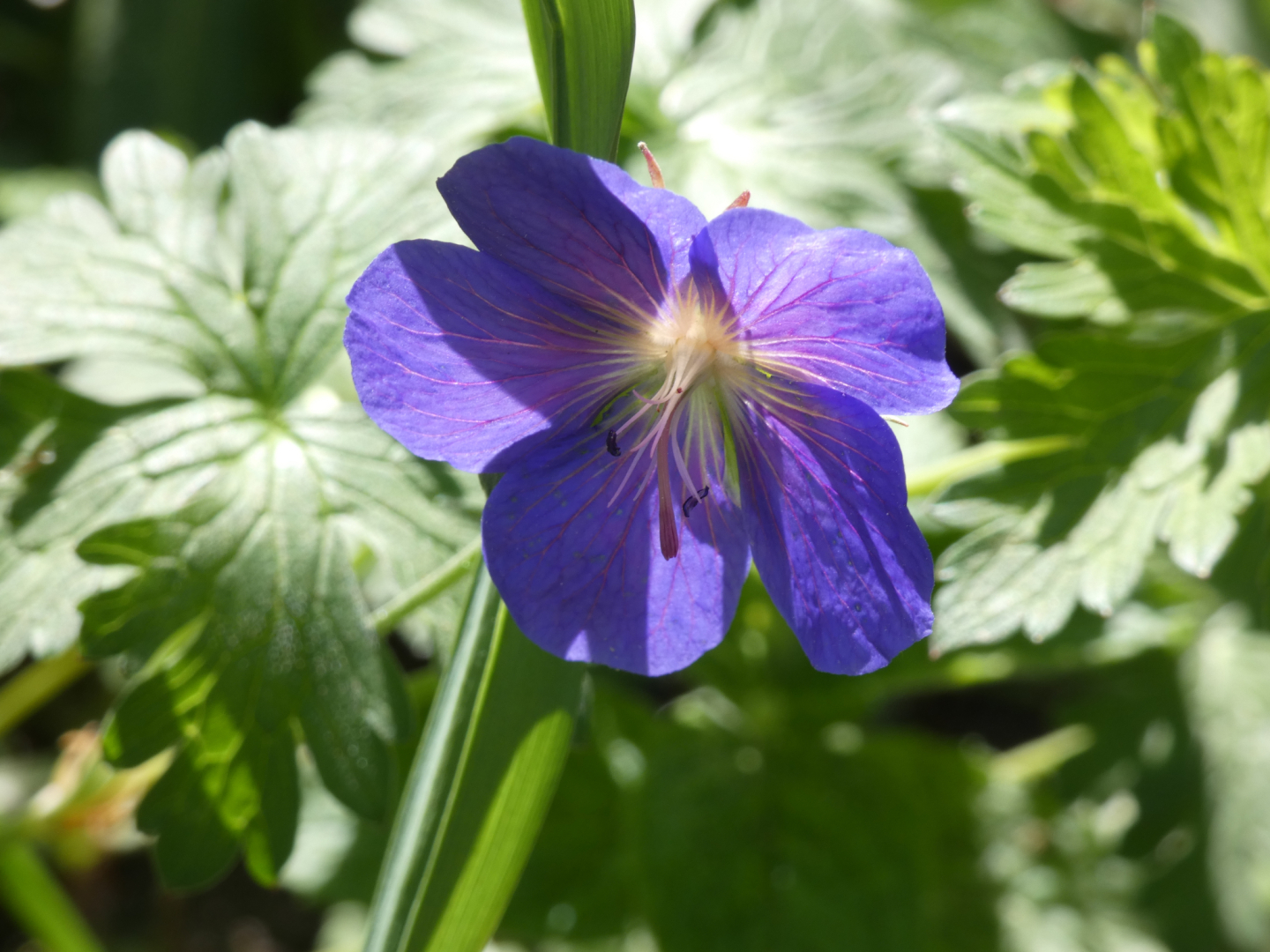 Storchschnabel Geranium