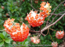 Edgworthia 'Rubra'