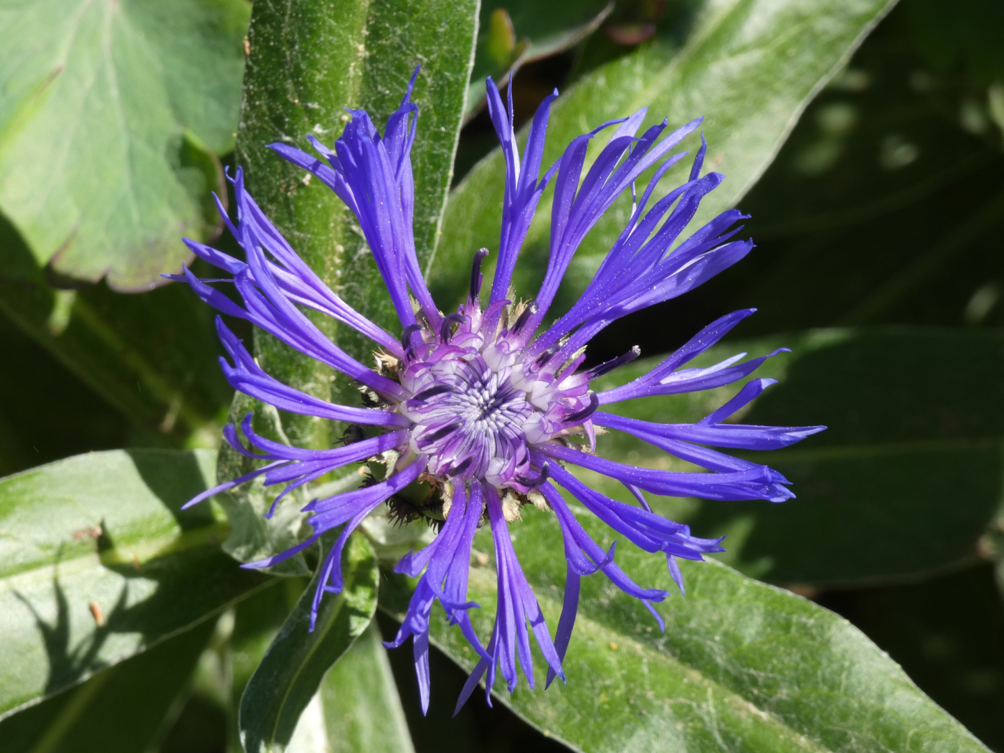 Berg-Flockenblume - Centaurea montana