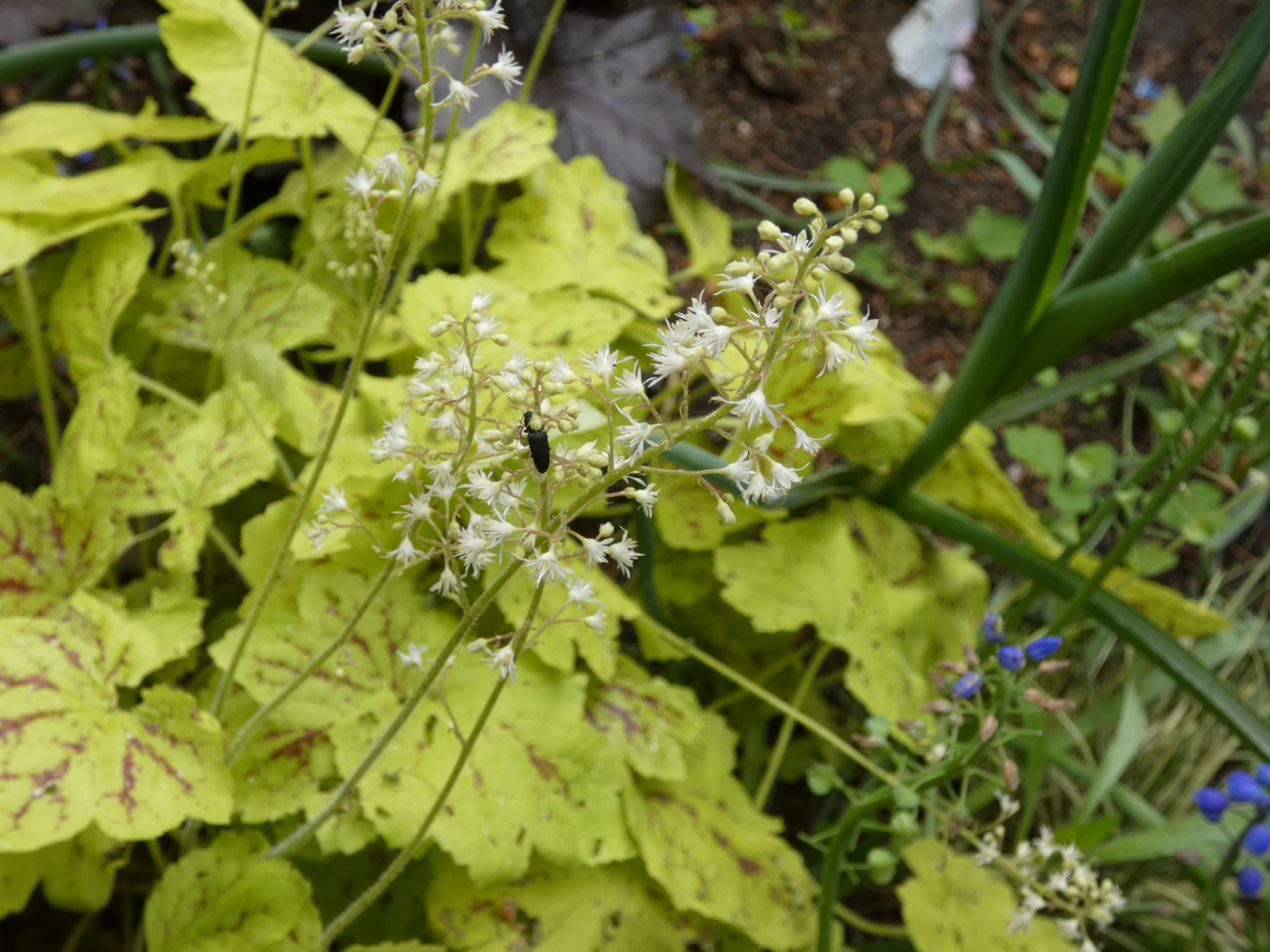 Purpurglöckchen   Heucherella  Solar Eclipse