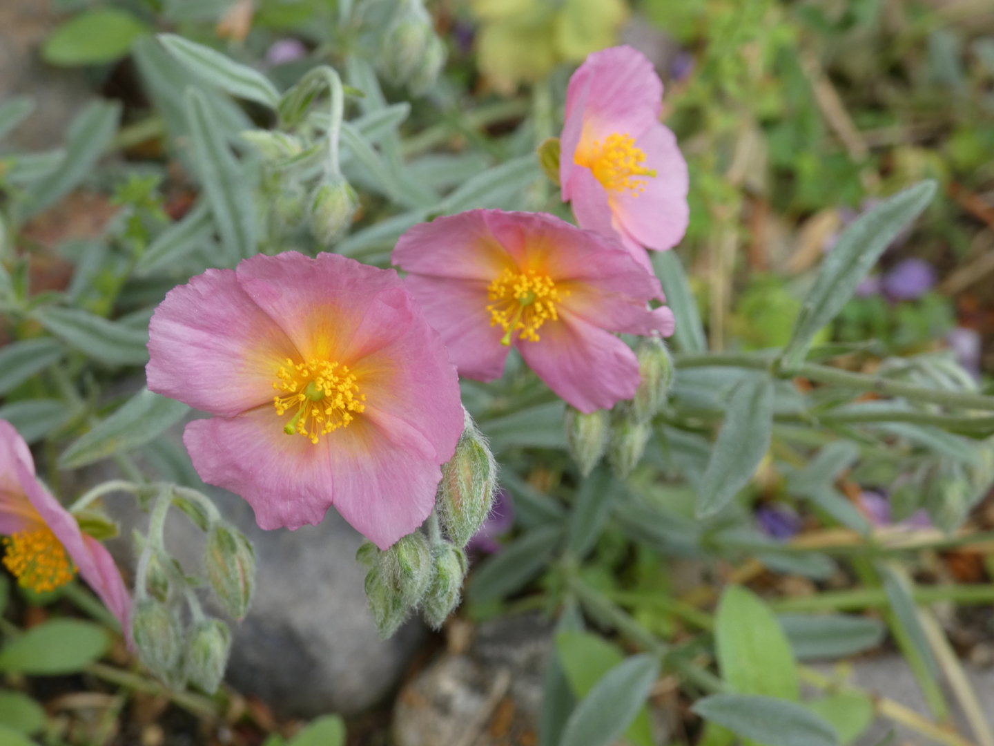 Sonnenröschen Helianthemum  rosa