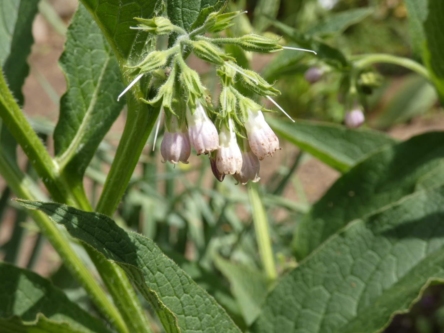 Beinwell  Symphytum