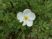 Potentilla fruticosa  `Abbotswood `