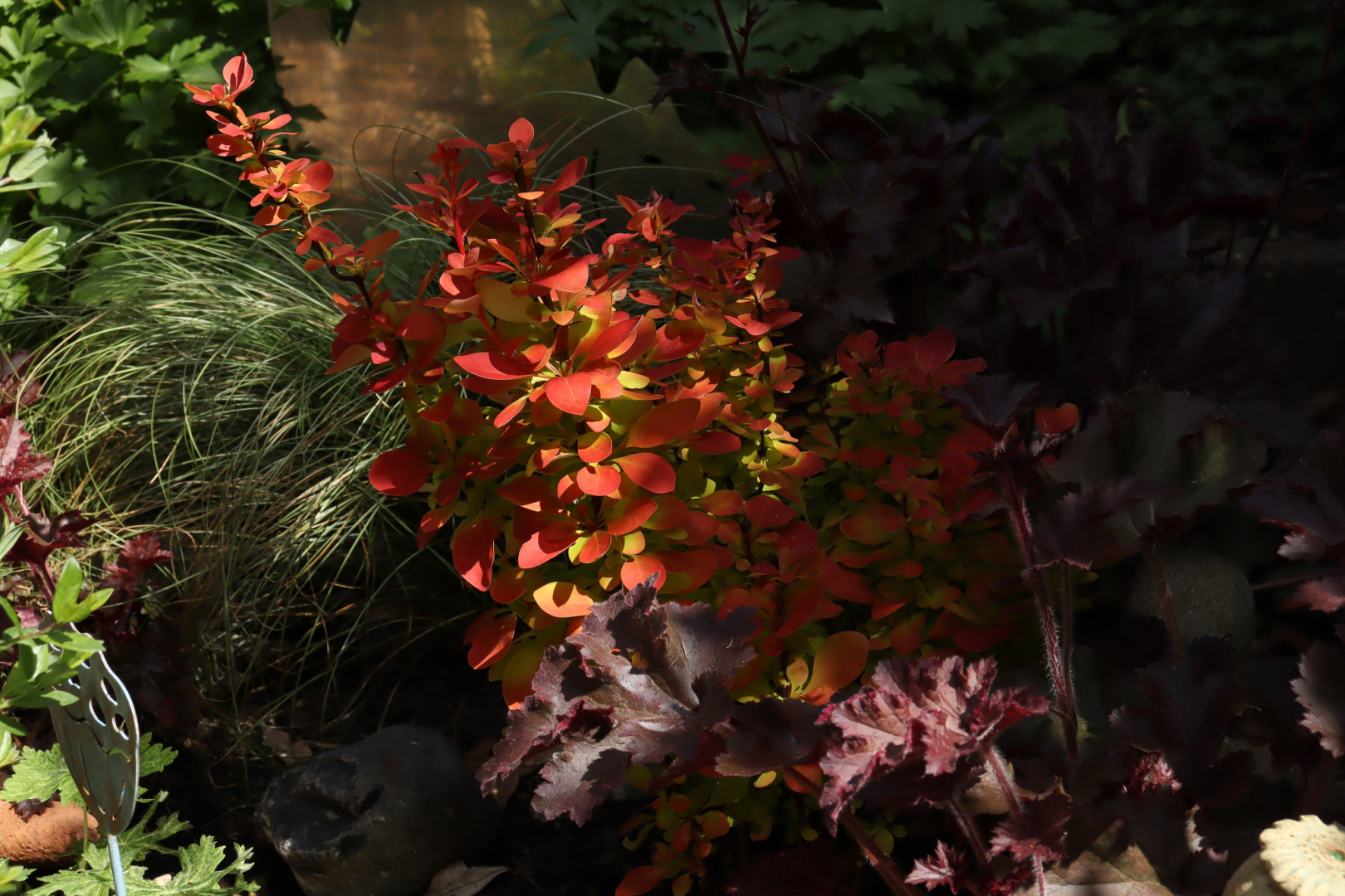 Berberis Orange Ice im Mai 01