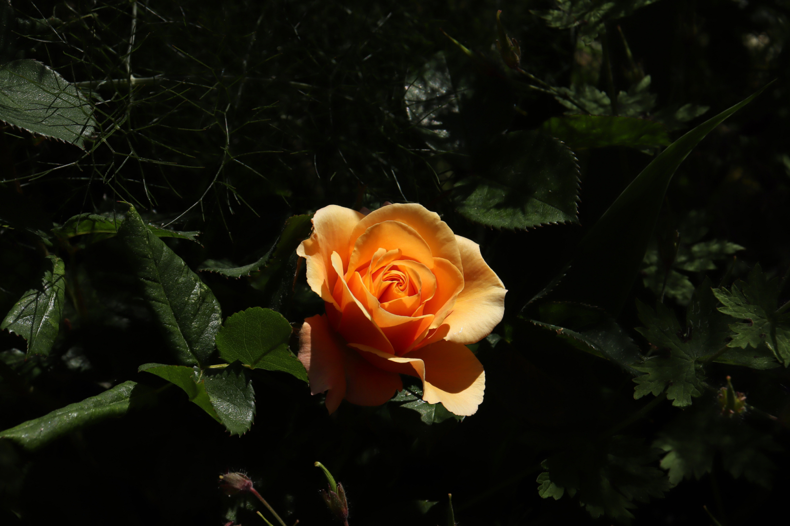 Unbekannte Rose im Mai