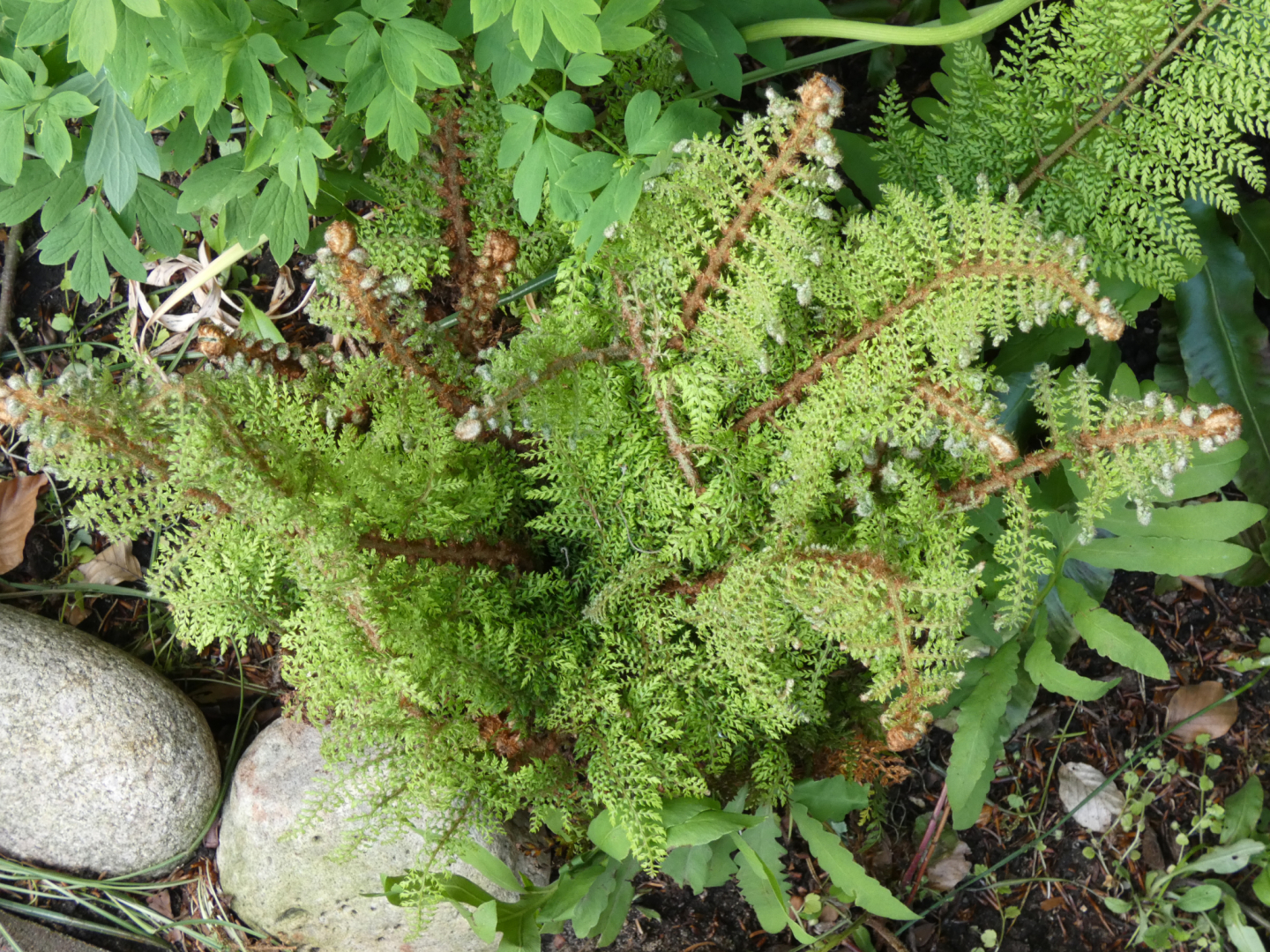 Großer Filigranfarn Polystichum setiferum 'Proliferum Herrenhausen'