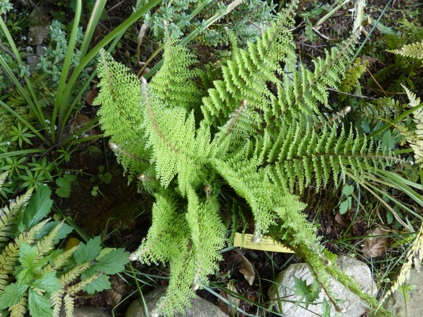 Flaum Filigran Farn  Polystichum sentif. `Plumosum Densun`