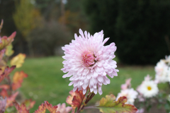 1     Chrysantheme Nebelrose 80