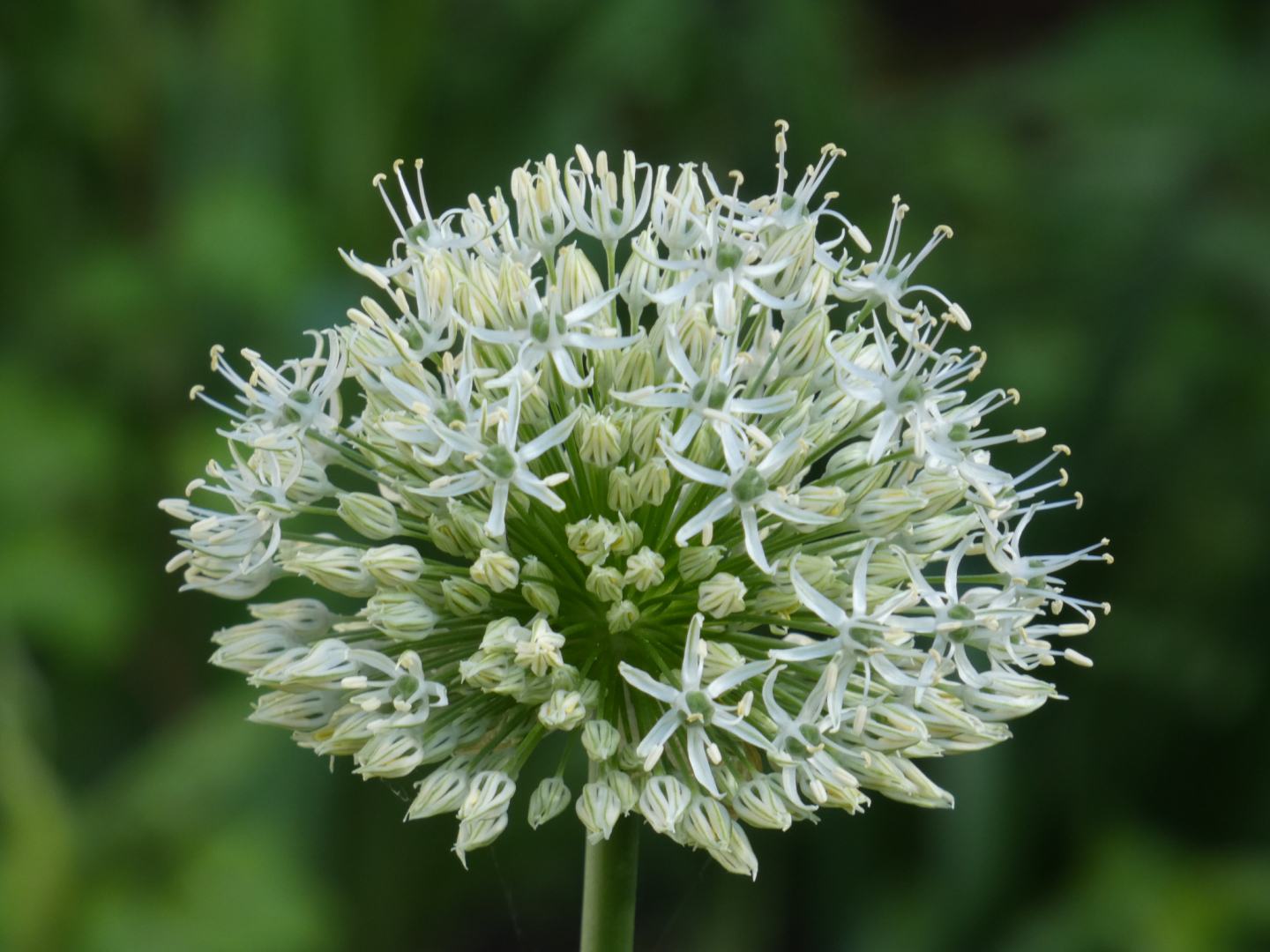 Zierlauch Allium Nigrum