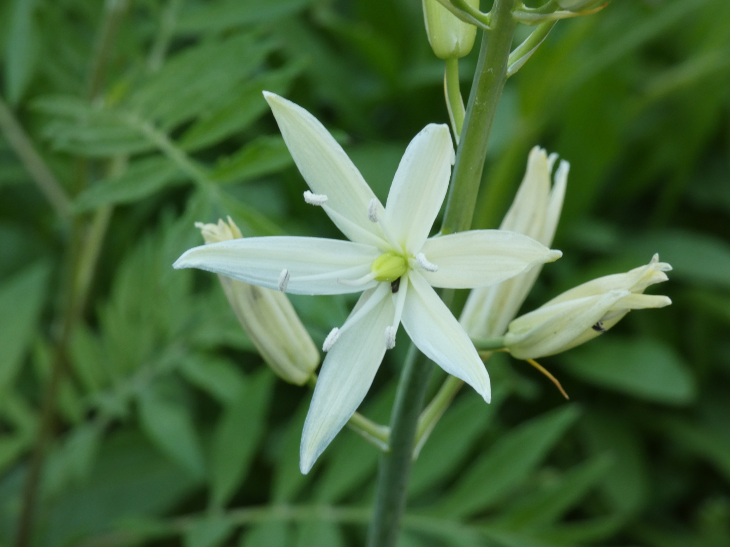 Prärielilie Camassia ?