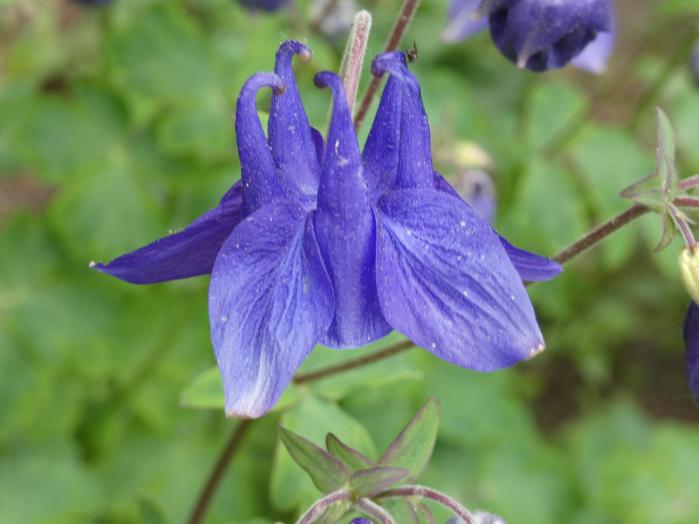Gewöhnliche Akelei Aquilegia vulgaris