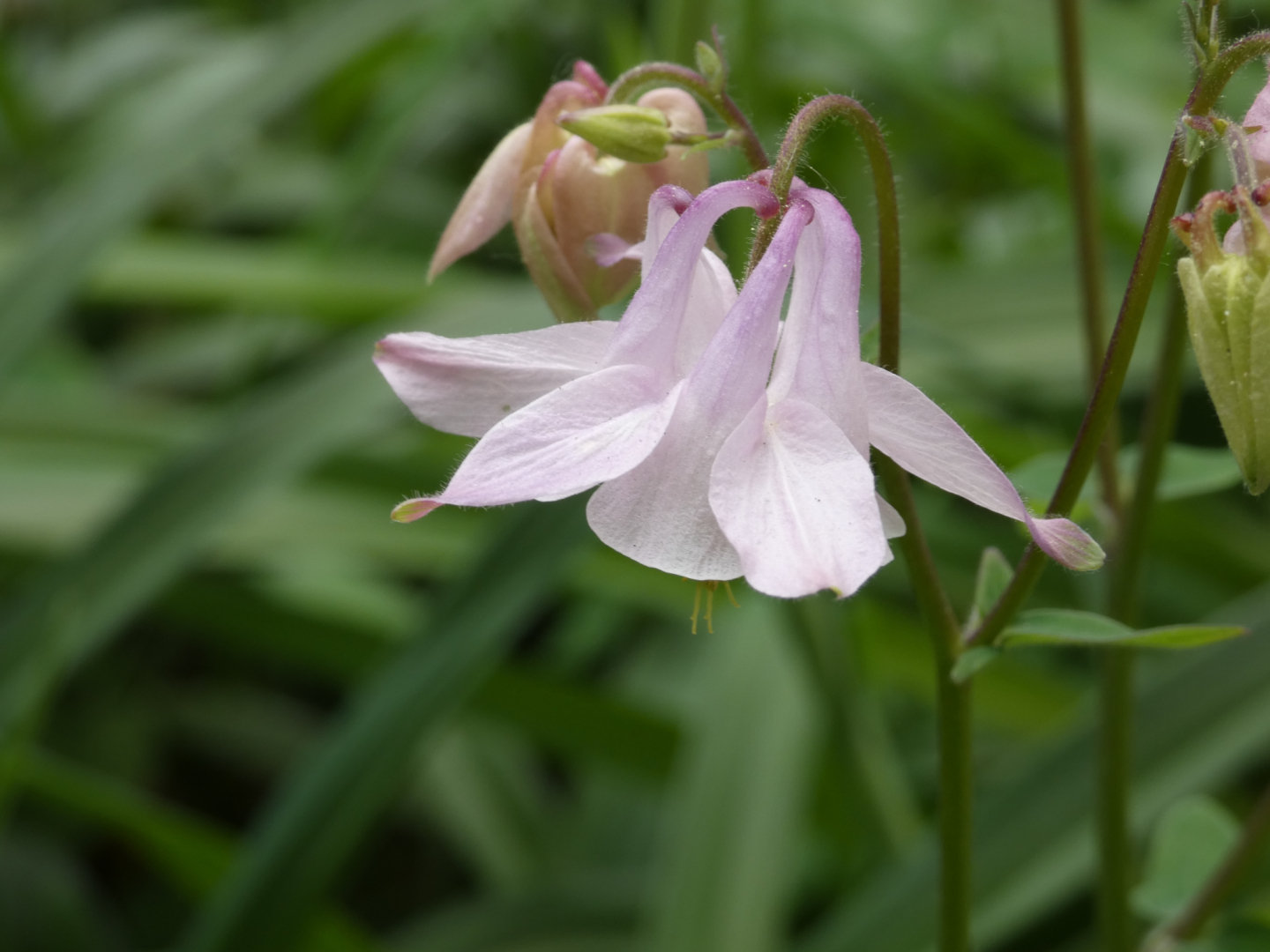 Gewöhnliche Akelei Aquilegia vulgaris