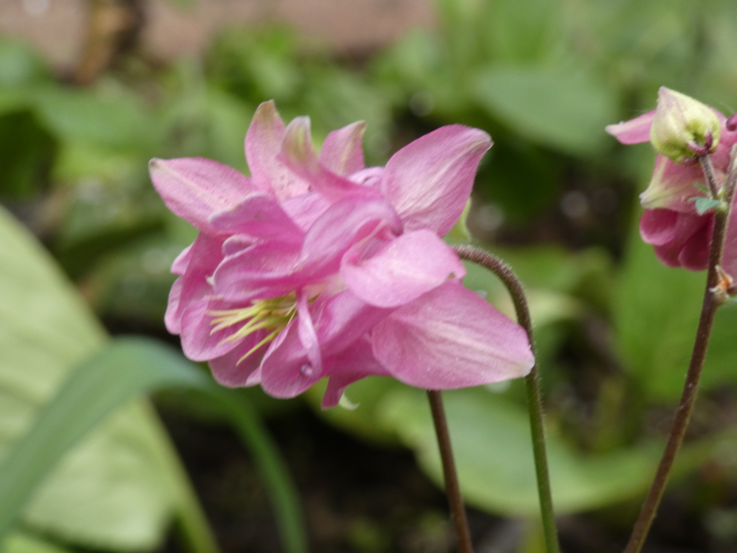 Gewöhnliche Akelei Aquilegia vulgaris