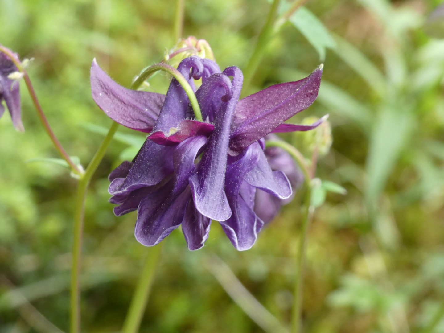 Gewöhnliche Akelei Aquilegia vulgaris