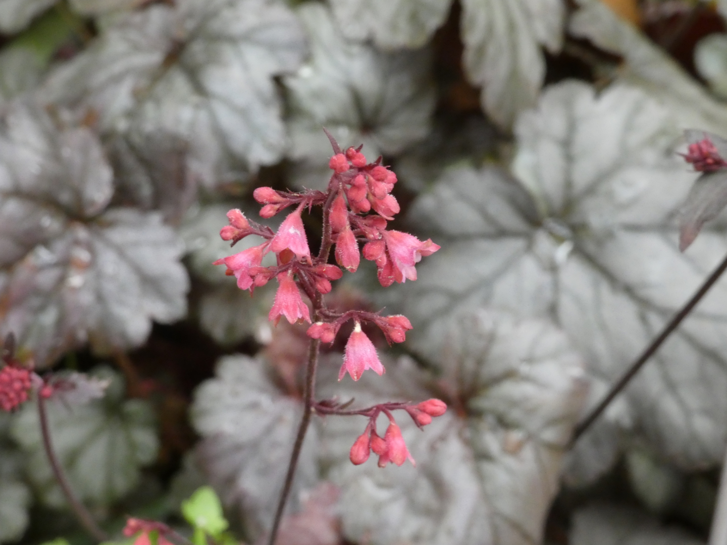 Purpurglöckchen   Heuchera micrantha Milan