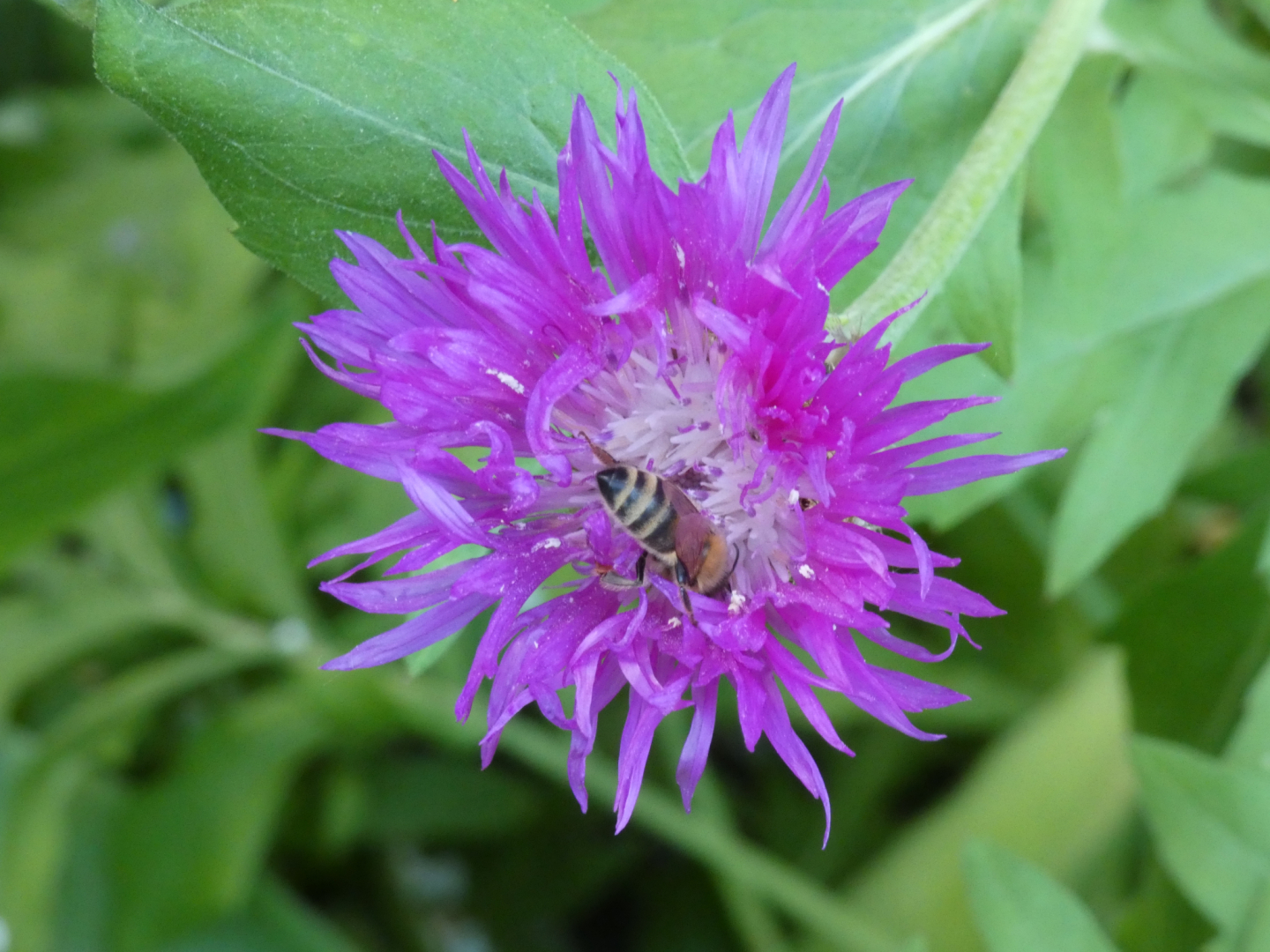 Flockenblume Centaurea dealbata