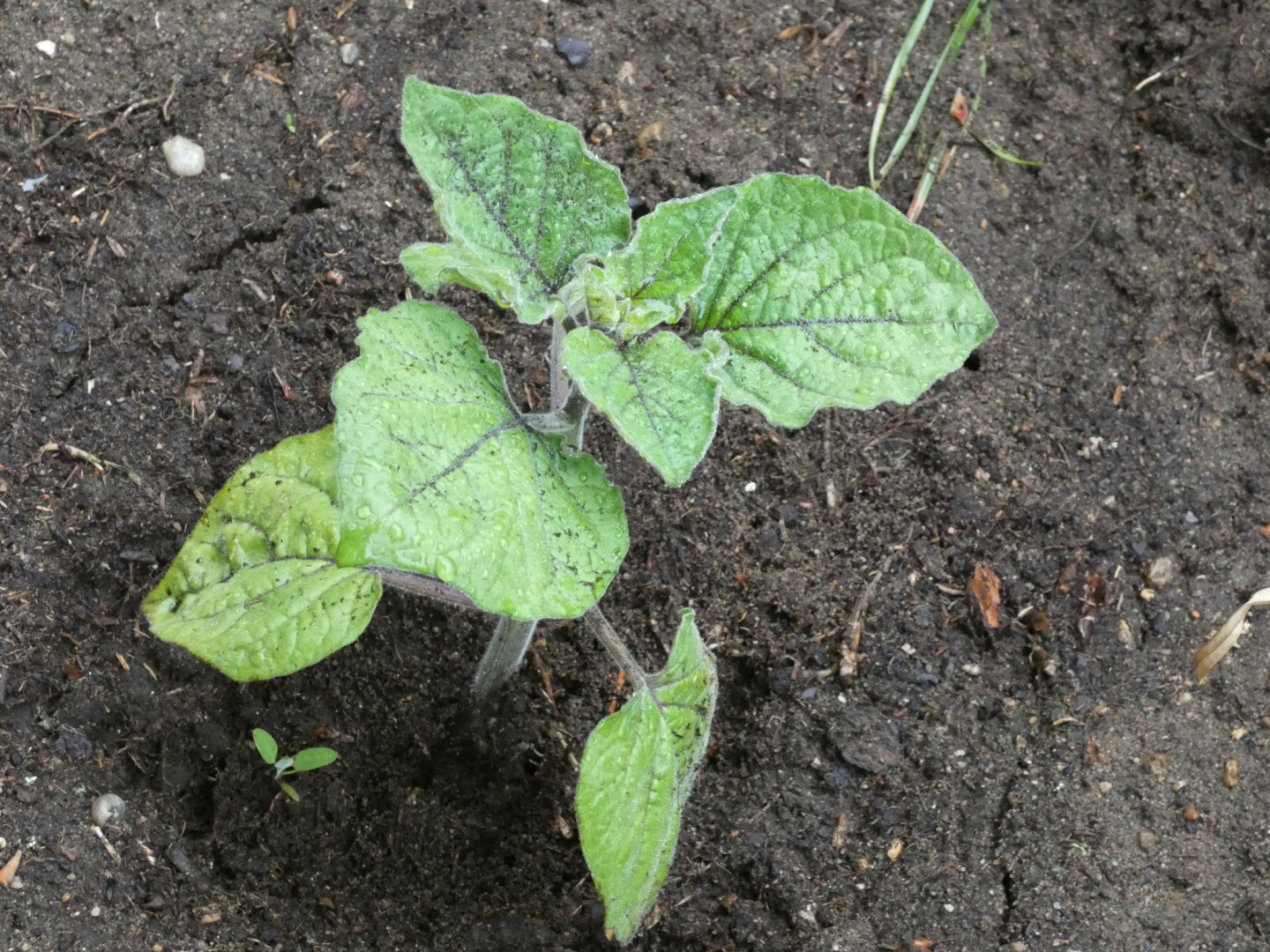Physalis