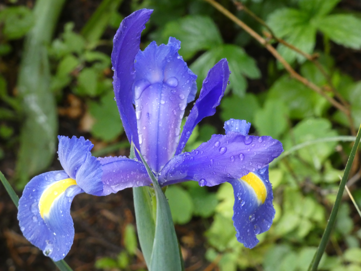 Schwertlilie  Iris