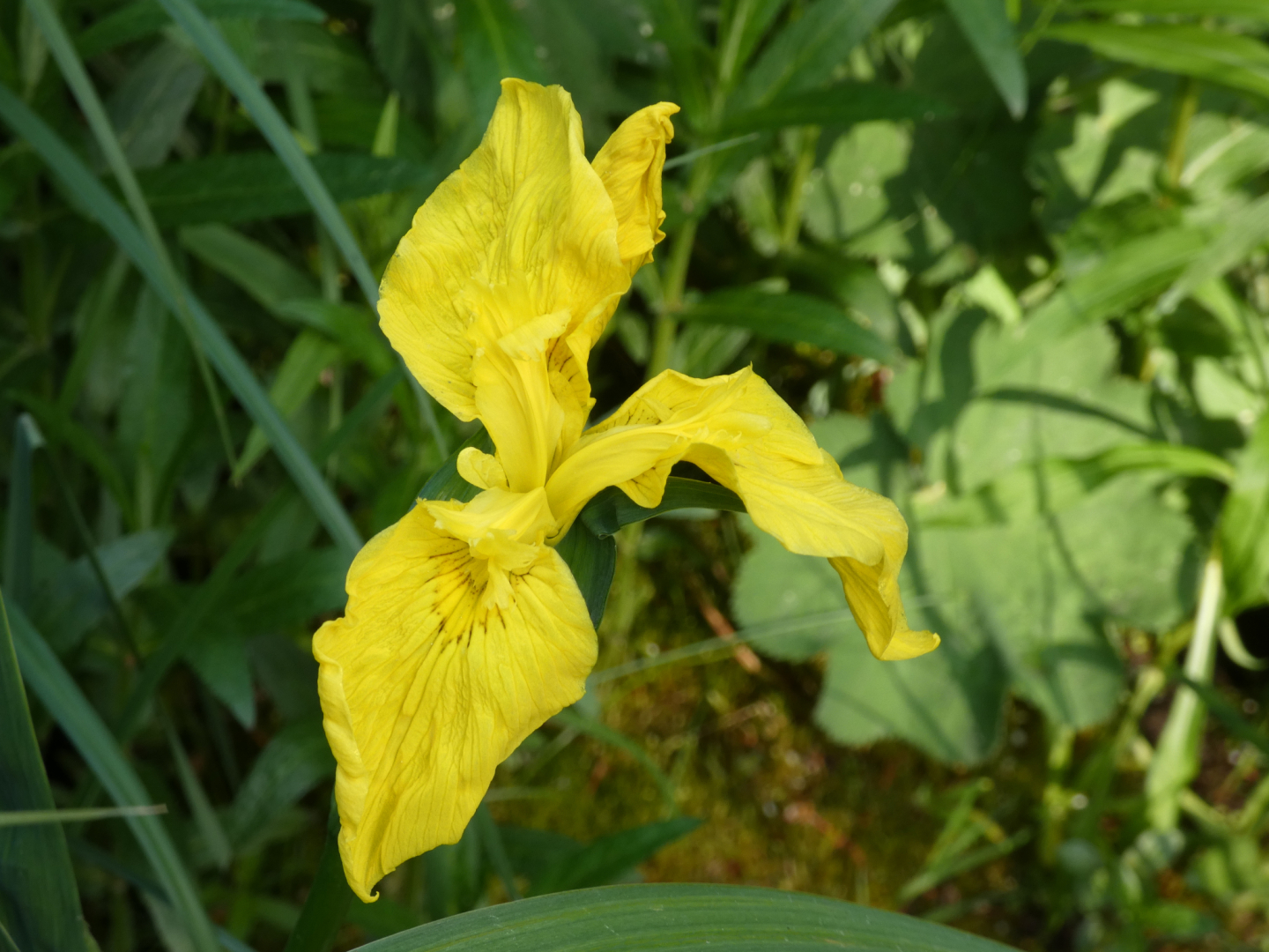 Sumpf-Schwertlilie  Iris pseudacorus