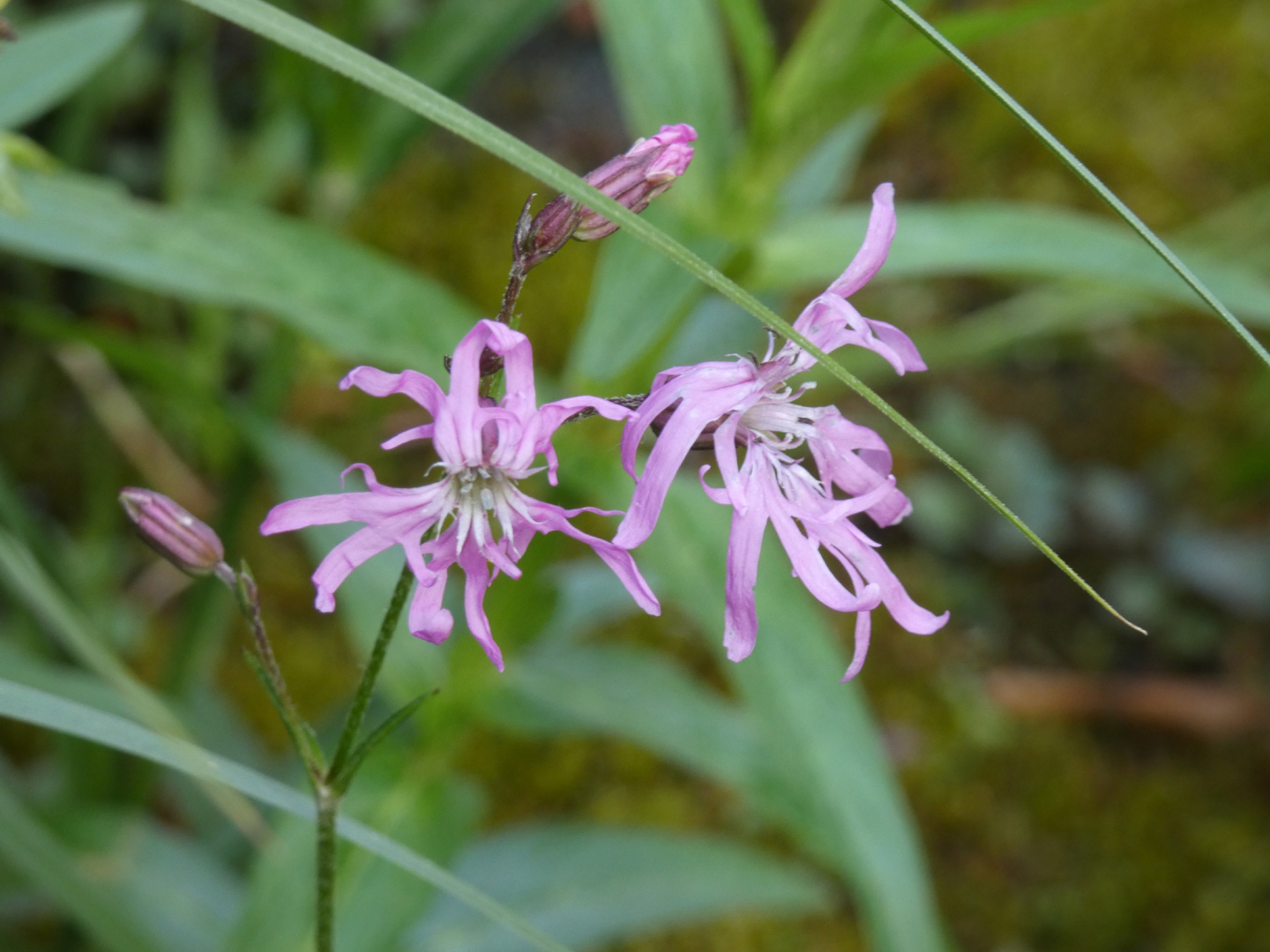 Kuckucks-Lichtnelke     Silene flos-cuculi