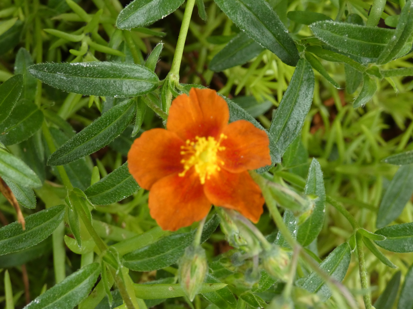 Sonnenröschen Helianthemum  Bronzeteppich