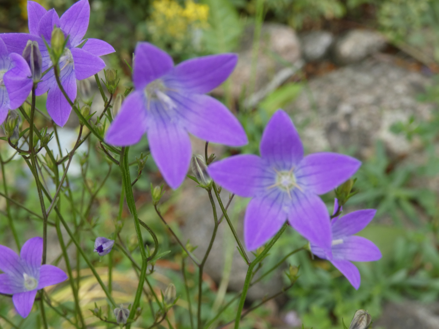 Wiesenglockenblume  Campanula  patula.