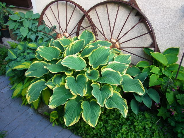 RIMG0081