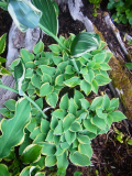 RIMG0096