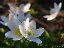anemone175.jpg