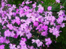 RIMG0044