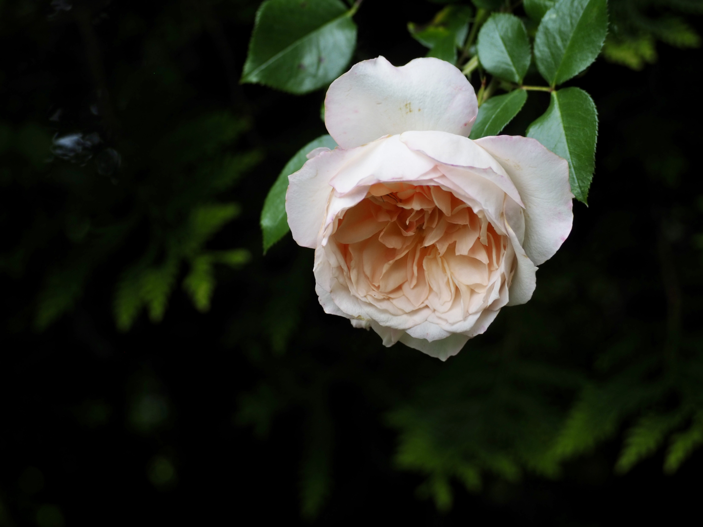 P5291644