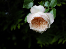 P5291644