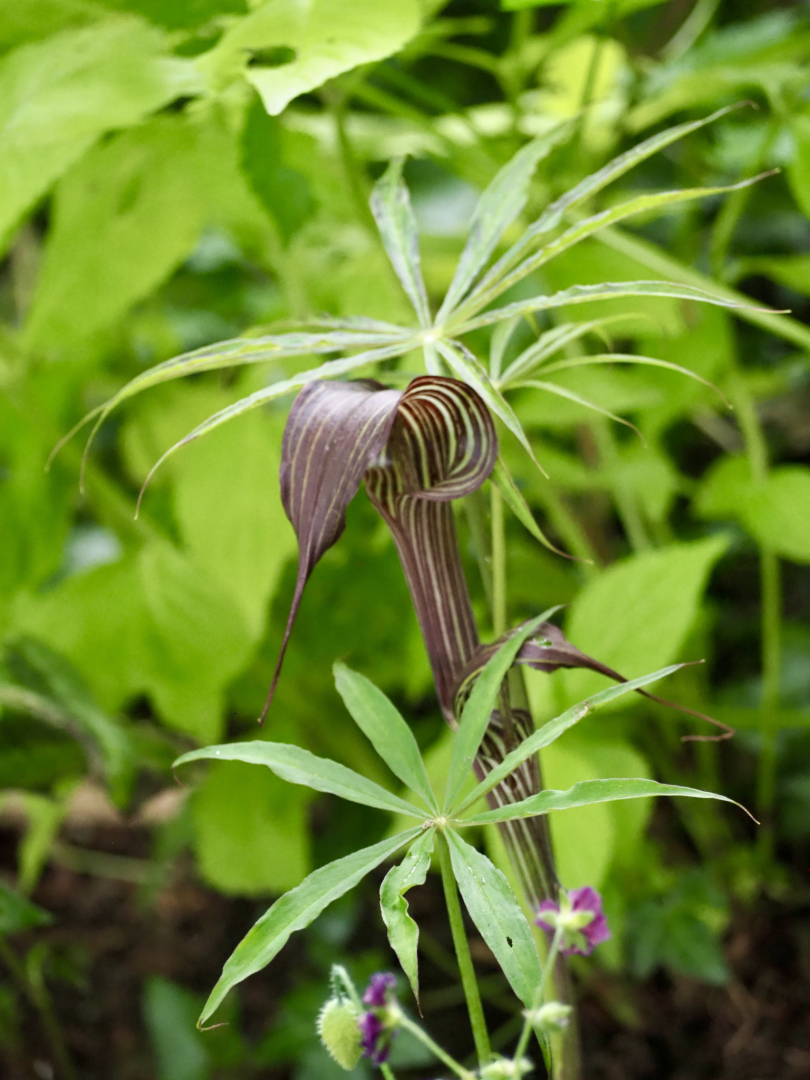 P5291639