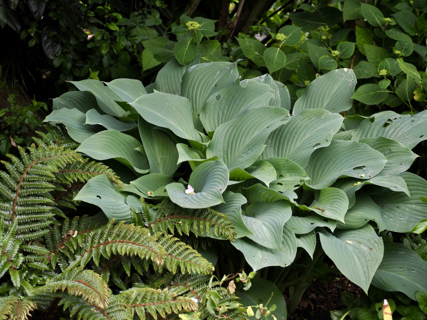 P5291636