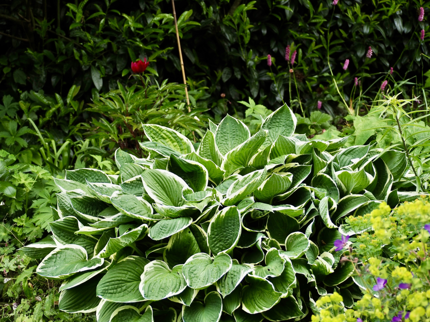 P5291634