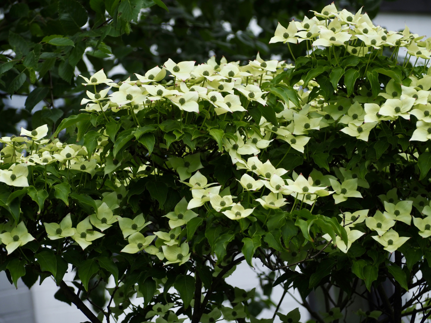 P5291621