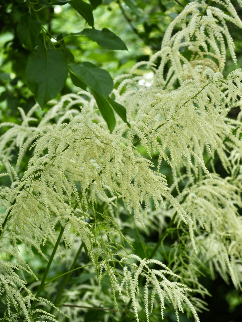P5291610