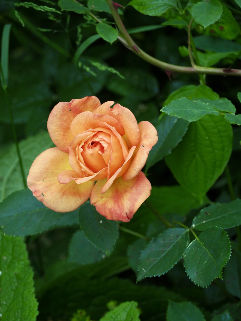 P5291588
