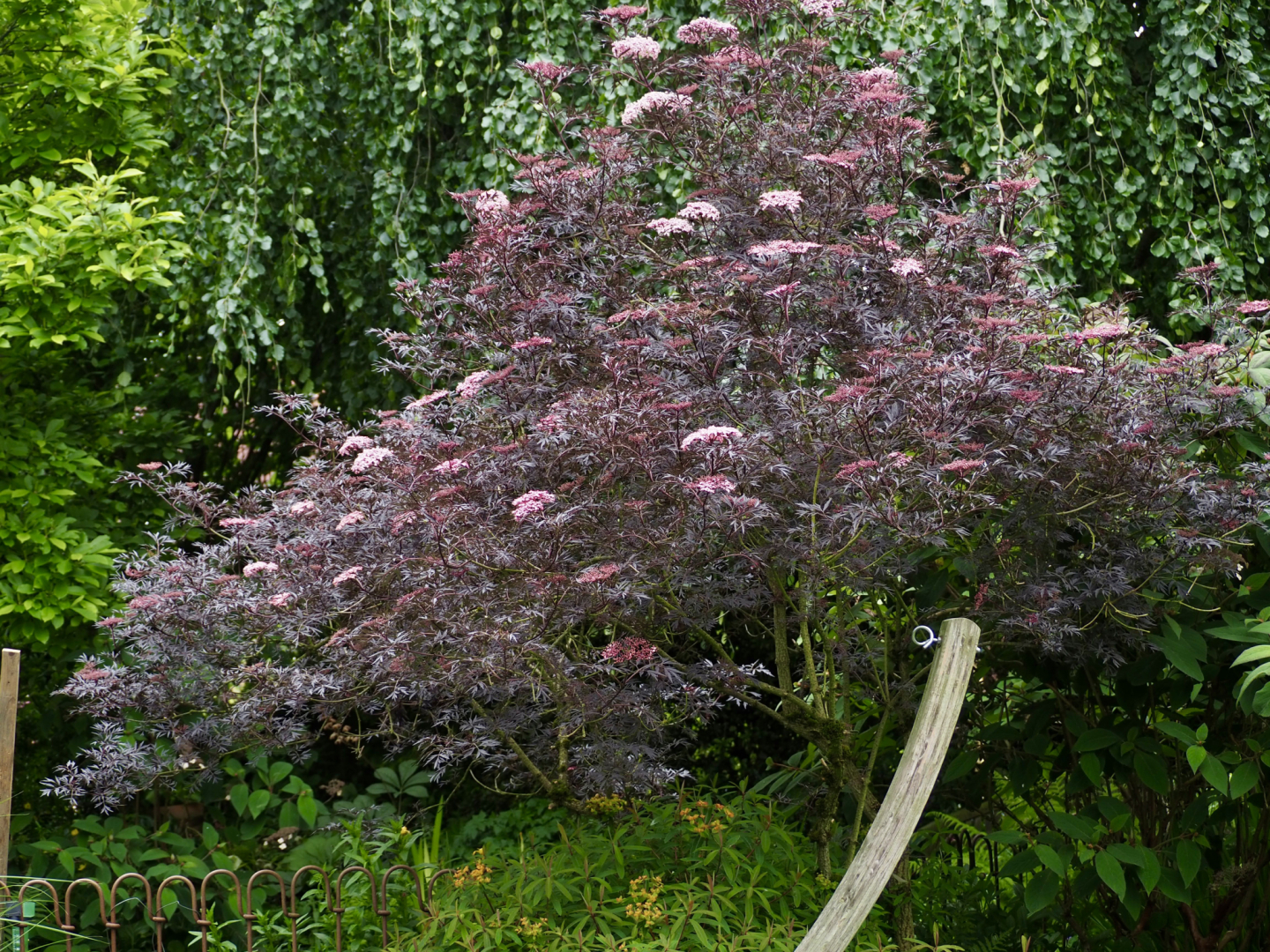 P5291581