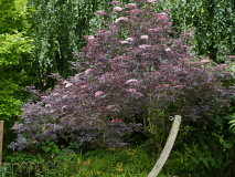 P5291581