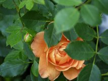 P5291583