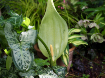 P5251559