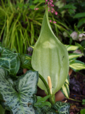 P5251555