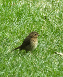 P5221520